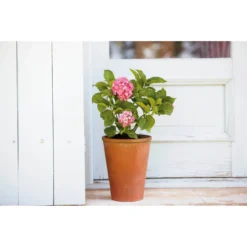 Terracotta Long Tom Plant Pot - 23cm -Cheap Grove Sanctuary Store 12805967 4784833173194872