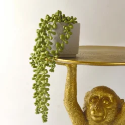 House Beautiful String Of Pearls In Ceramic Pot 7 House Beautiful String Of Pearls In Ceramic Pot -Cheap Grove Sanctuary Store 12890040 3924857412833165