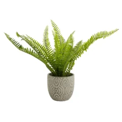 Maidenhair Fern In Ceramic Pot -Cheap Grove Sanctuary Store 12890042 1544868121170856