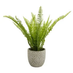 Maidenhair Fern In Ceramic Pot