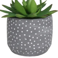 Small Succulent - Grey -Cheap Grove Sanctuary Store 12909500 2024869235581411