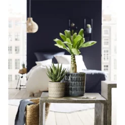 Scheurich Alma Blue Ceramic Pot - 16cm -Cheap Grove Sanctuary Store 12912147 7604845867852591