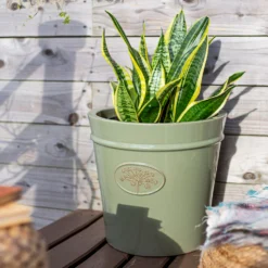 Country Living Heritage Sage Cone Pot - 21cm -Cheap Grove Sanctuary Store 13188766 1704933183287279