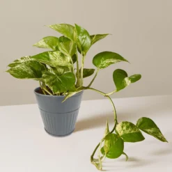 Ribbed Planter (3 Colour Mix) - 10cm -Cheap Grove Sanctuary Store 13193952 4854933496129094