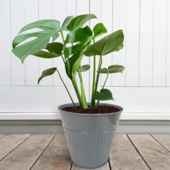 Ribbed Planter (3 Colour Mix) - 18cm -Cheap Grove Sanctuary Store 13193953 1834933504482486