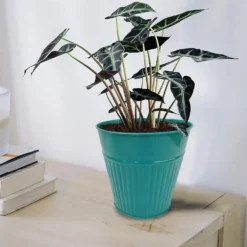 Ribbed Planter (3 Colour Mix) - 14cm 15 Ribbed Planter (3 Colour Mix) - 14cm -Cheap Grove Sanctuary Store 13193958 1734933504233246