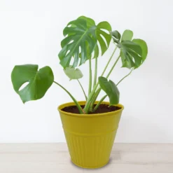 Ribbed Planter (3 Colour Mix) - 14cm 14 Ribbed Planter (3 Colour Mix) - 14cm -Cheap Grove Sanctuary Store 13193958 2054933504207512