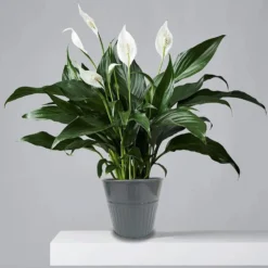 Ribbed Planter (3 Colour Mix) - 14cm 13 Ribbed Planter (3 Colour Mix) - 14cm -Cheap Grove Sanctuary Store 13193958 8364933504175406