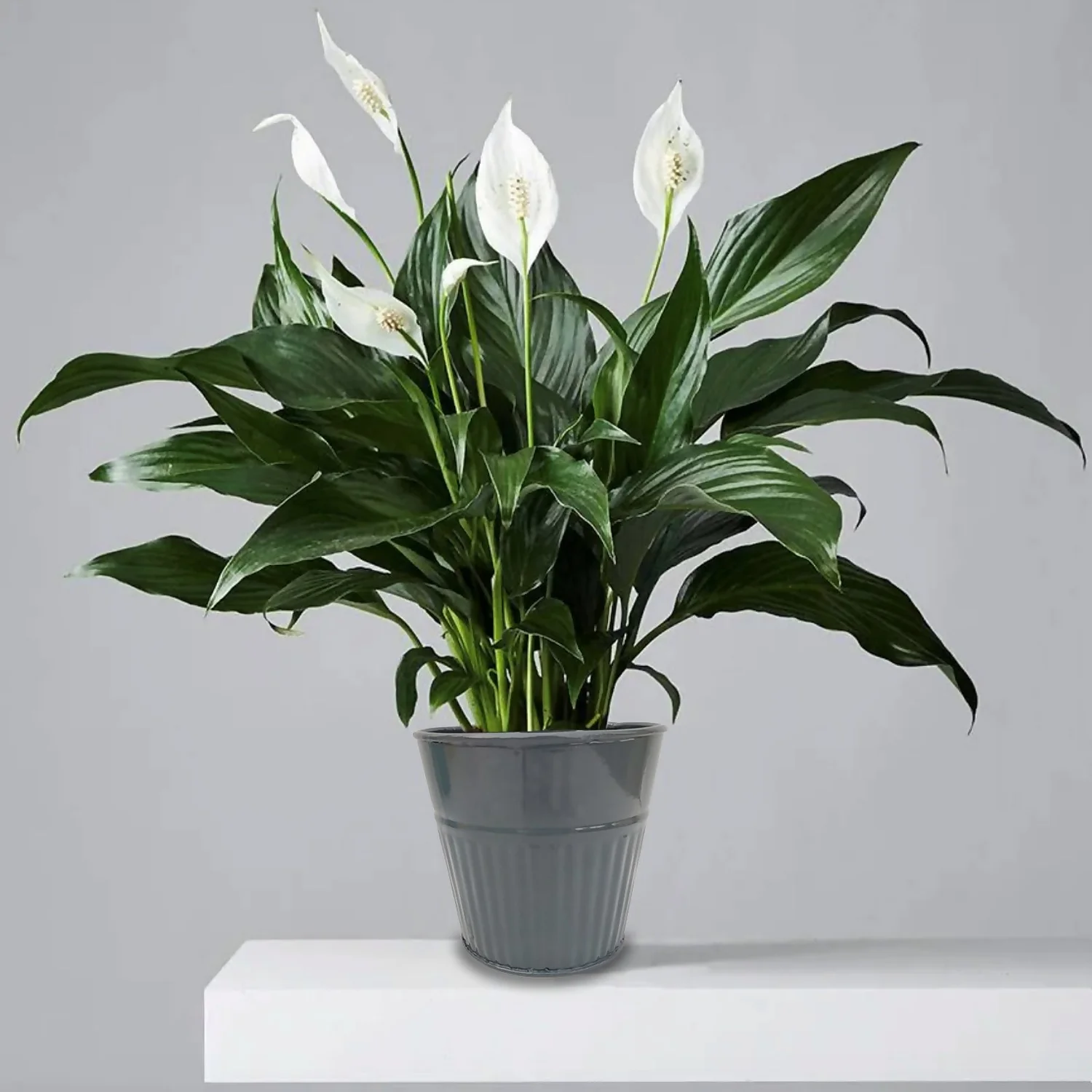 Ribbed Planter (3 Colour Mix) - 14cm 6 Ribbed Planter (3 Colour Mix) - 14cm - Image 6