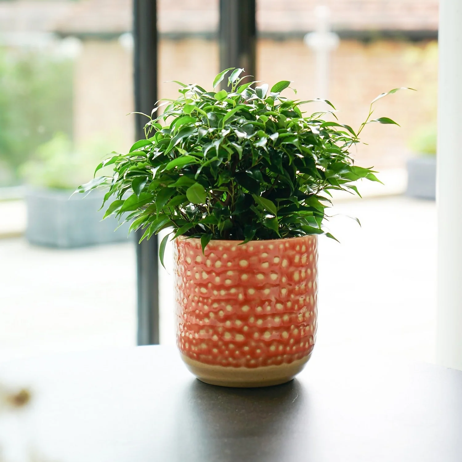 House Beautiful Titian Glaze Planter 16cm 2 House Beautiful Titian Glaze Planter 16cm - Image 2