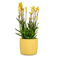 Yellow Solare Plant Pot - 15cm -Cheap Grove Sanctuary Store 13432909 1104914559278423