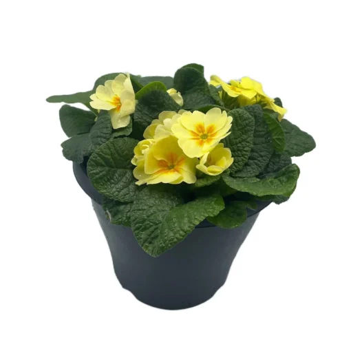 Ibiza Coloured Pot 21cm Primrose Spring -Cheap Grove Sanctuary Store 13515395 9235029448337795