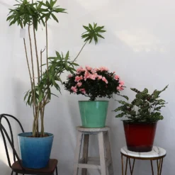 Glazed Finish Planter Mustard 30cm -Cheap Grove Sanctuary Store 13928631 1245001956300424