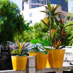 Glazed Finish Planter Mustard 50cm -Cheap Grove Sanctuary Store 13928633 7695001956315193