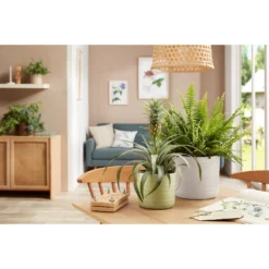 Scheurich Ripple White Indoor Pot - 12cm -Cheap Grove Sanctuary Store 13953257 1174987119823002