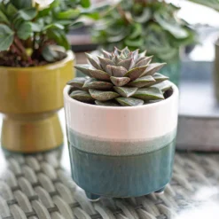 Two Tone Ombre Indoor Plant Pot - 12cm -Cheap Grove Sanctuary Store 14197407 1005024191386699
