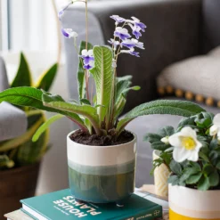 Two Tone Ombre Indoor Plant Pot - 12cm -Cheap Grove Sanctuary Store 14197407 2875024191340553