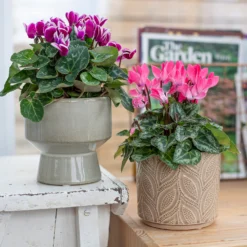 Crackle Leaf Indoor Plant Pot - 12cm -Cheap Grove Sanctuary Store 14197410 1345024191550610