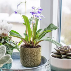 Crackle Leaf Indoor Plant Pot - 12cm -Cheap Grove Sanctuary Store 14197410 8095024191499877