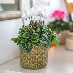 Crackle Leaf Indoor Plant Pot - 12cm -Cheap Grove Sanctuary Store 14197410 9825024191346259
