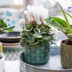 Art Deco Indoor Plant Pot - 12cm 14 Art Deco Indoor Plant Pot - 12cm -Cheap Grove Sanctuary Store 14197411 2035024190791106