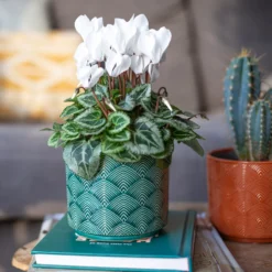 Art Deco Indoor Plant Pot - 12cm 15 Art Deco Indoor Plant Pot - 12cm -Cheap Grove Sanctuary Store 14197411 3485024190881577