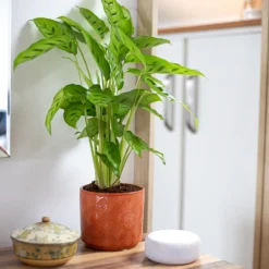 Art Deco Indoor Plant Pot - 12cm 16 Art Deco Indoor Plant Pot - 12cm -Cheap Grove Sanctuary Store 14197411 5485024190924552